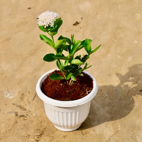 Ixora Dwarf White in 8 Inch White Olive Plastic Pot