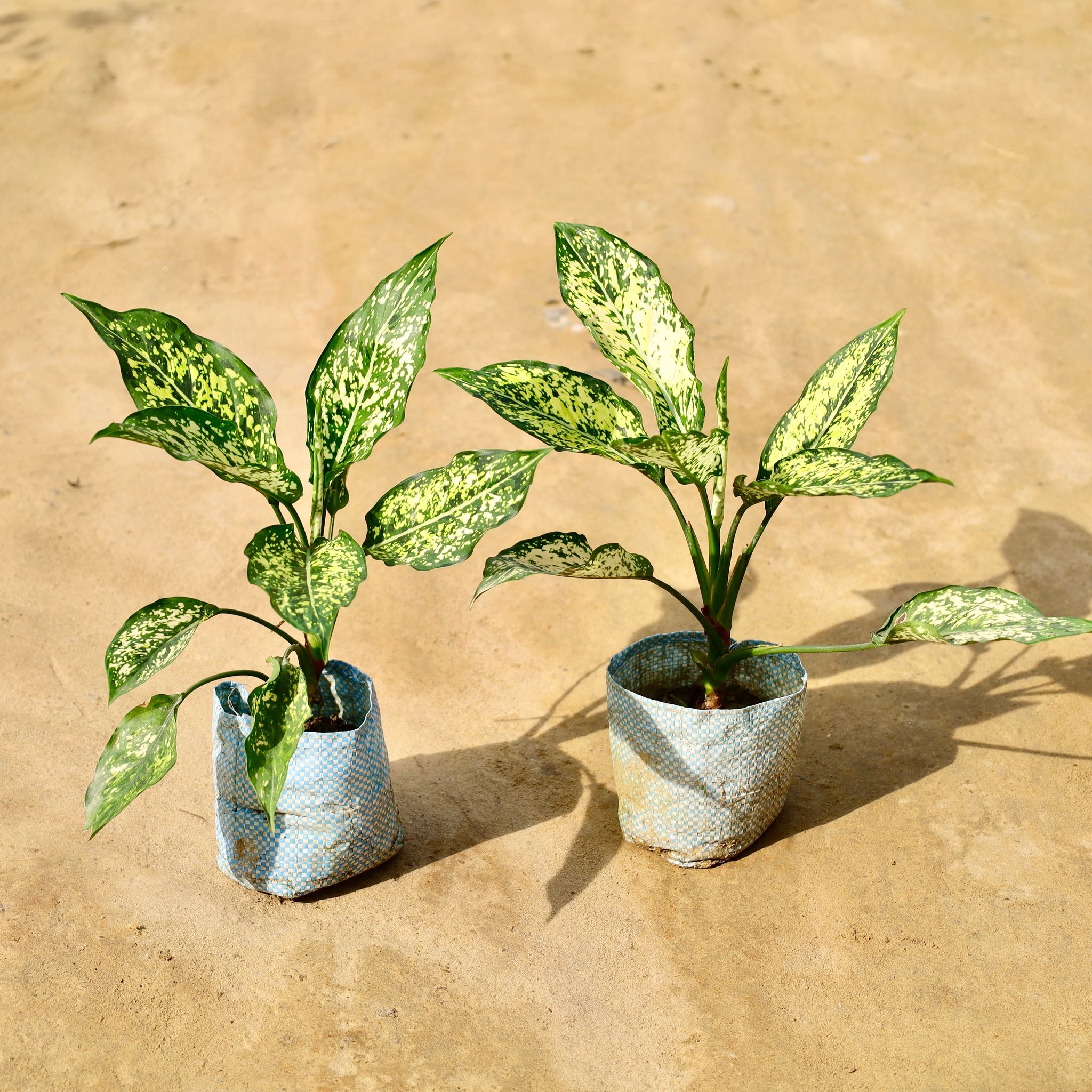 Set of 2 - Aglaonema Snow White in 4 Inch Nursery Bag