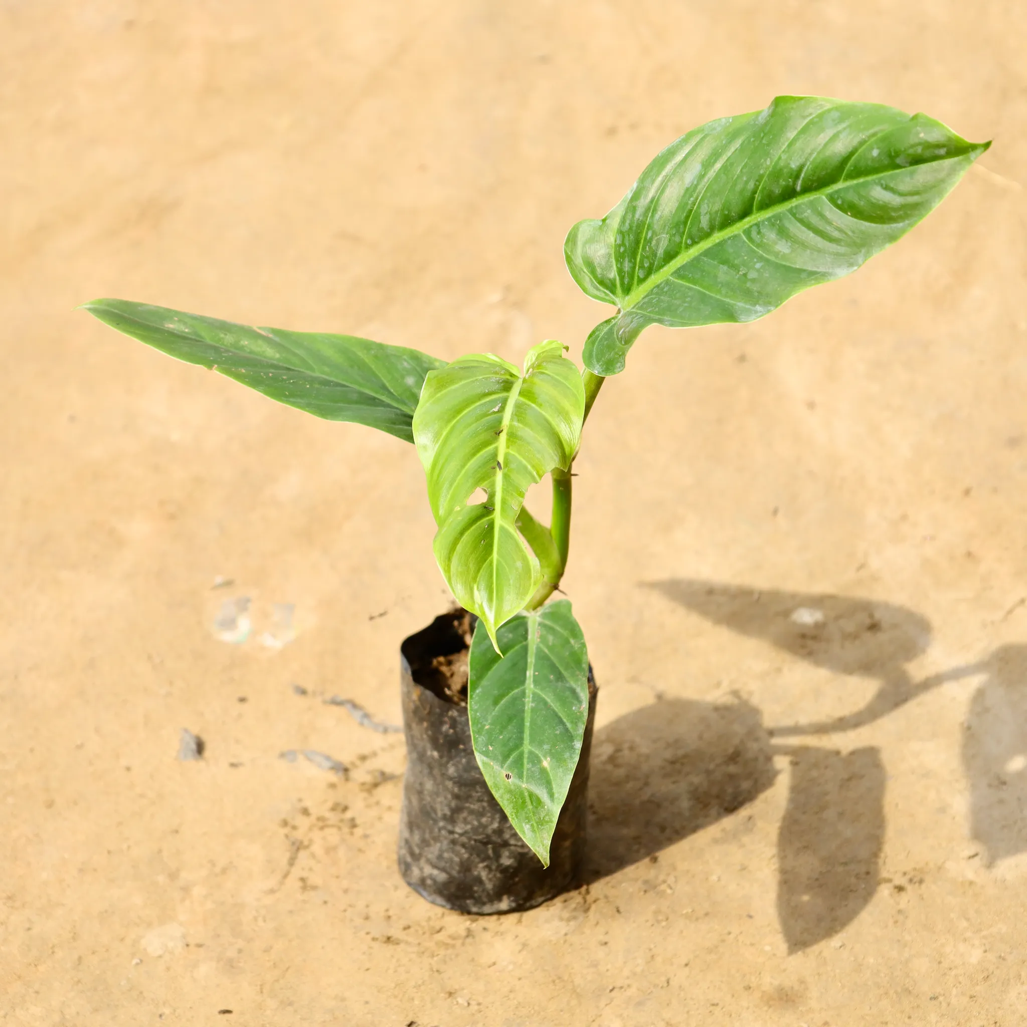 Philodendron Erubescens in 4 Inch Nursery Bag