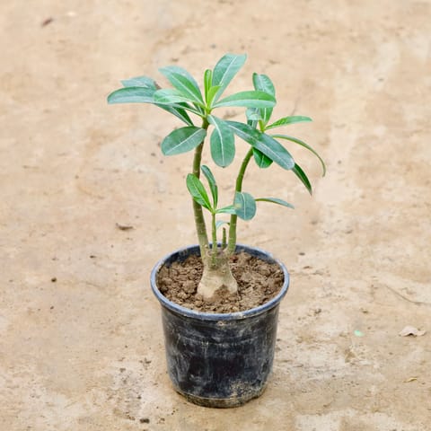 Adenium (Any Colour) in 6 Inch Nursery Pot