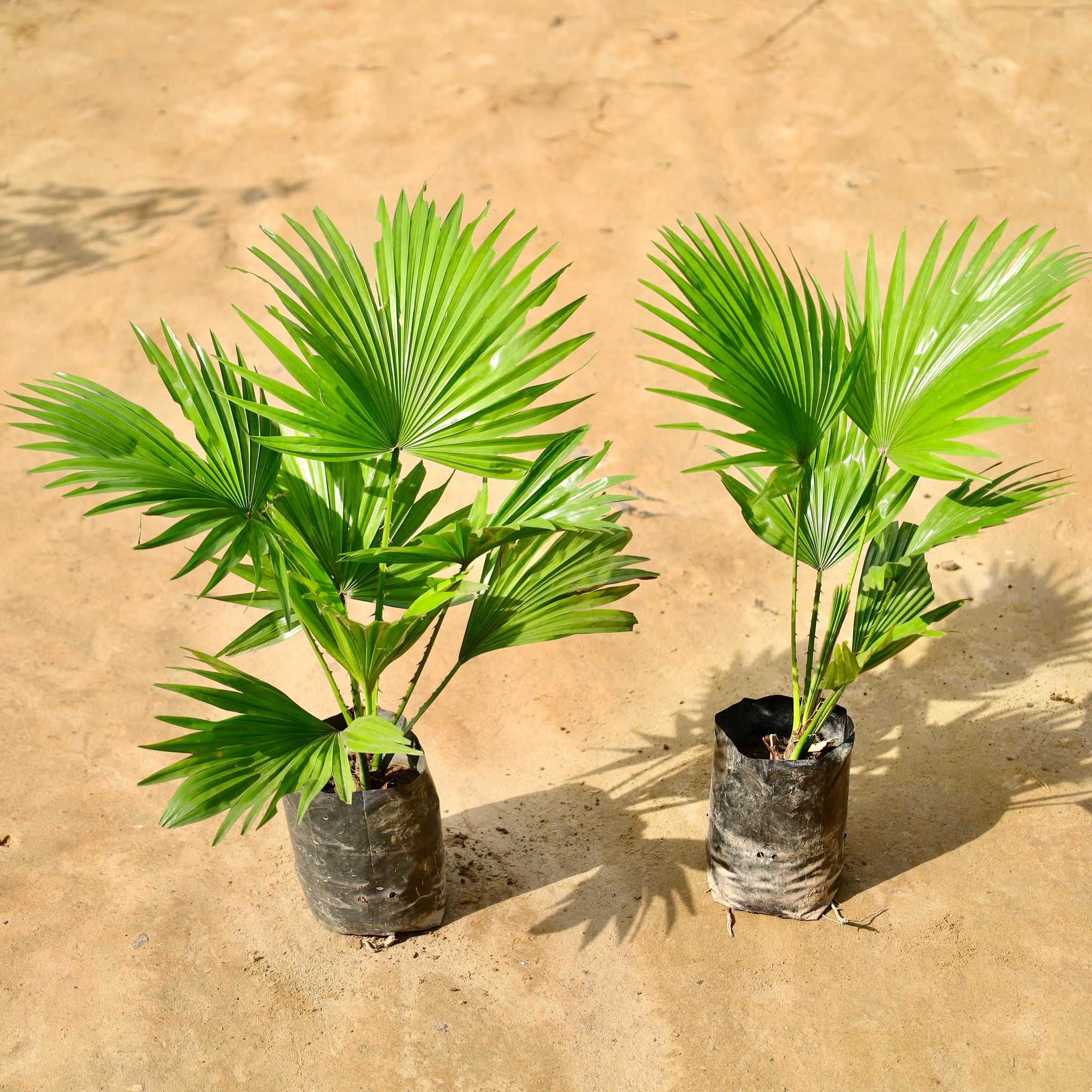 Set of 2 - China Palm in 4 Inch Nursery Bag