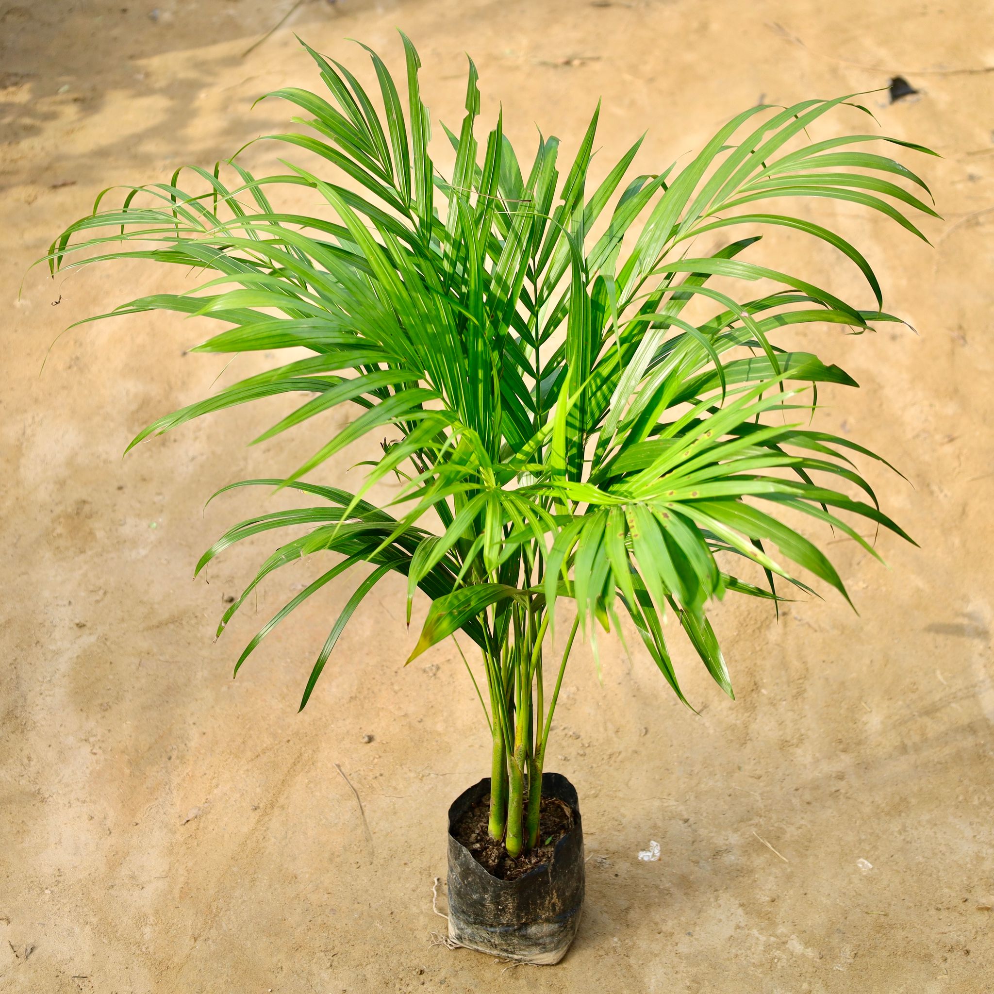 Areca Palm (2-3 Ft) in 5 Inch Nursery Bag