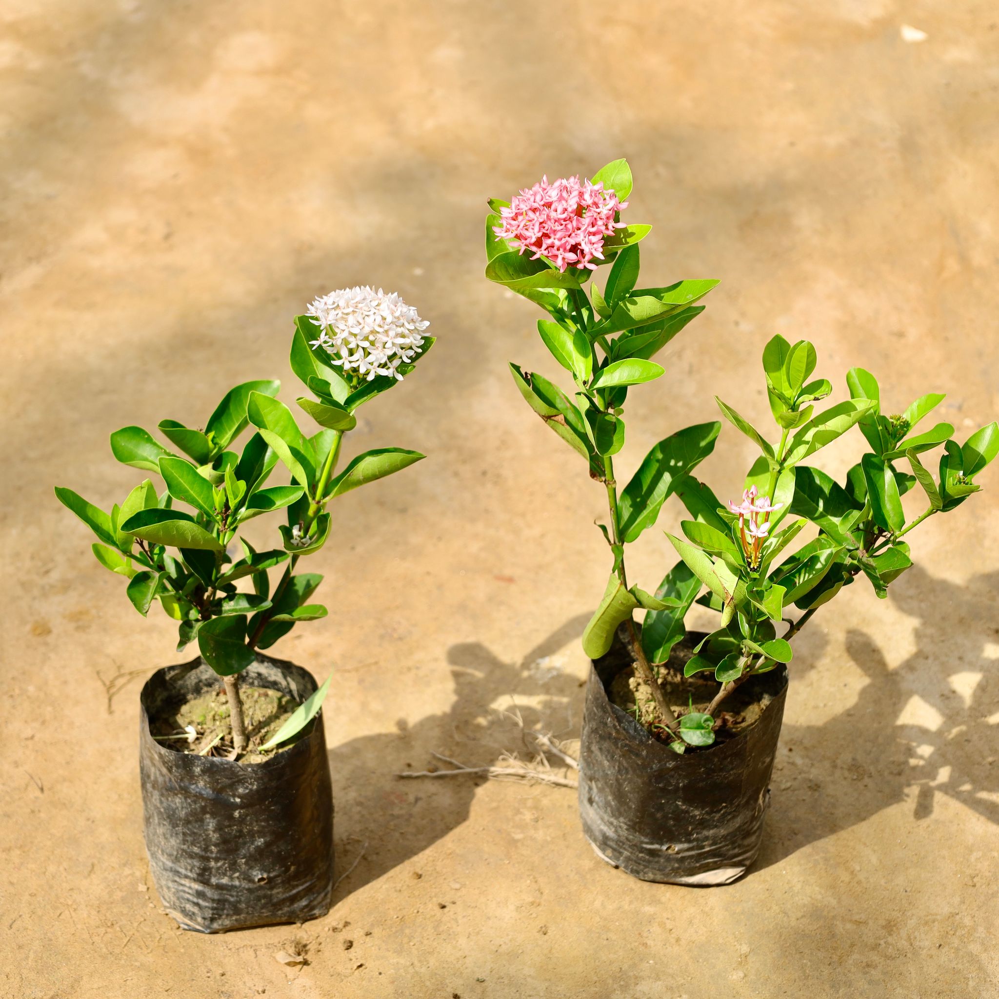 Set of 2 - Ixora (White & Pink) in 5 Inch Nursery Bag