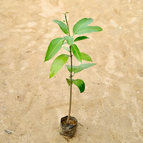 Mango Grafted in 4 Inch Nursery Bag