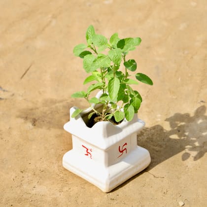 Buy Rama Tulsi in 5 X 6 Inch Ceramic Tulsi Planter Online | Urvann.com