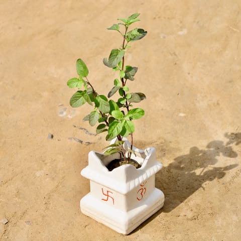 Shyama Tulsi in  5 X 6 Inch Ceramic Tulsi Planter