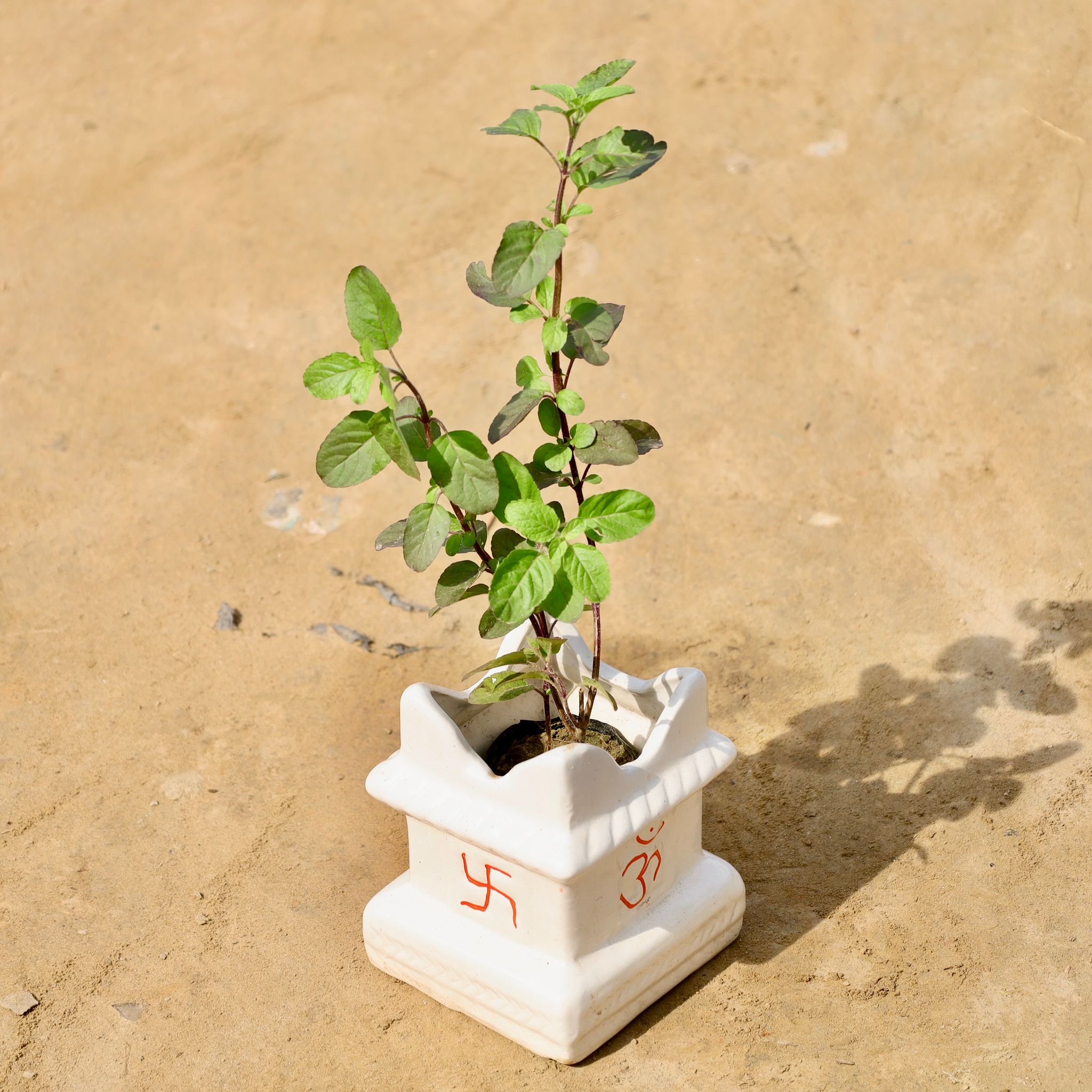 Shyama Tulsi in  5 X 6 Inch Ceramic Tulsi Planter