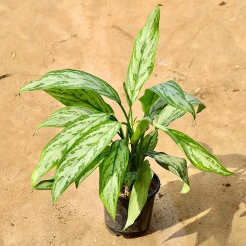 Aglaonema Evergreen in 6 Inch Nursery Pot