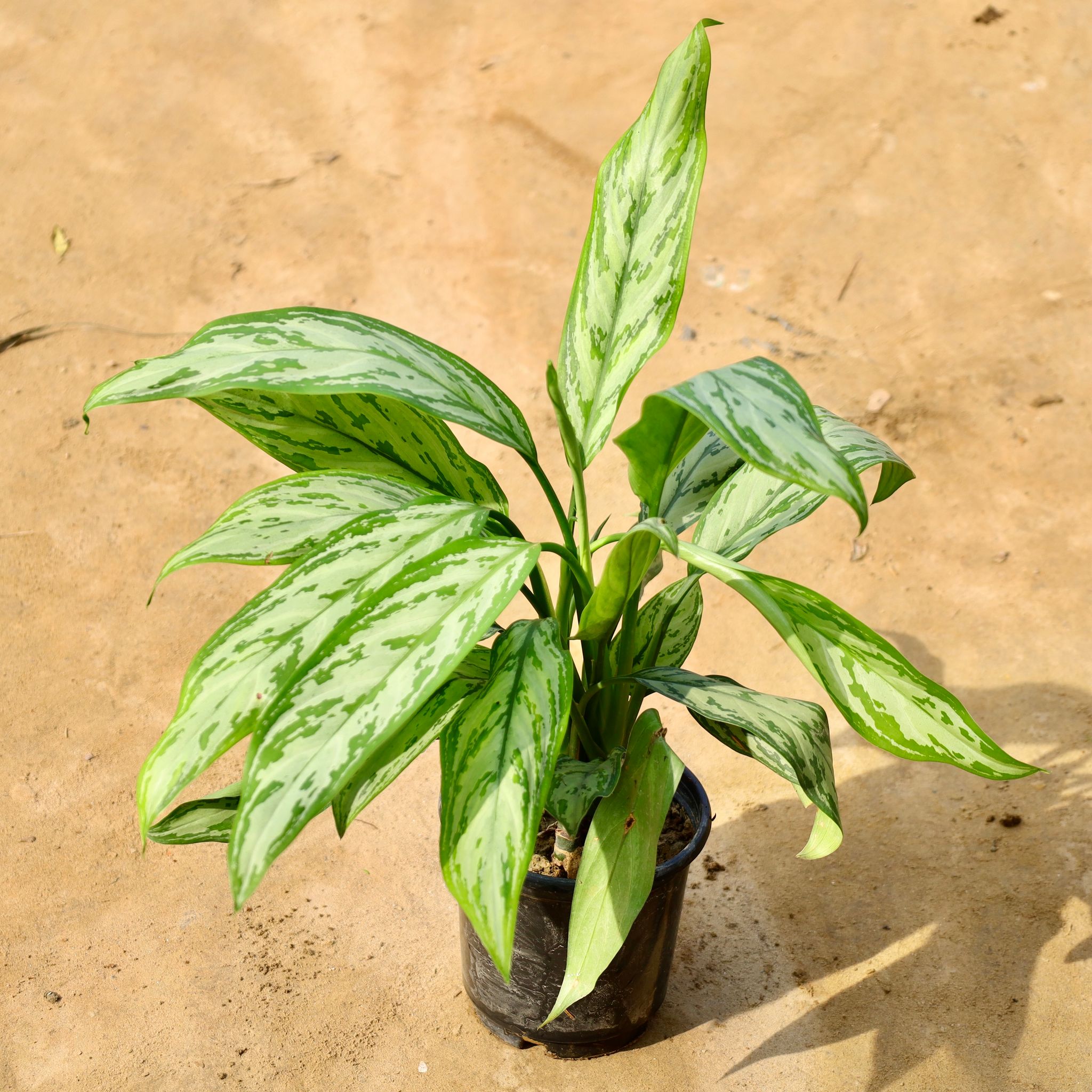 Aglaonema Evergreen in 6 Inch Nursery Pot