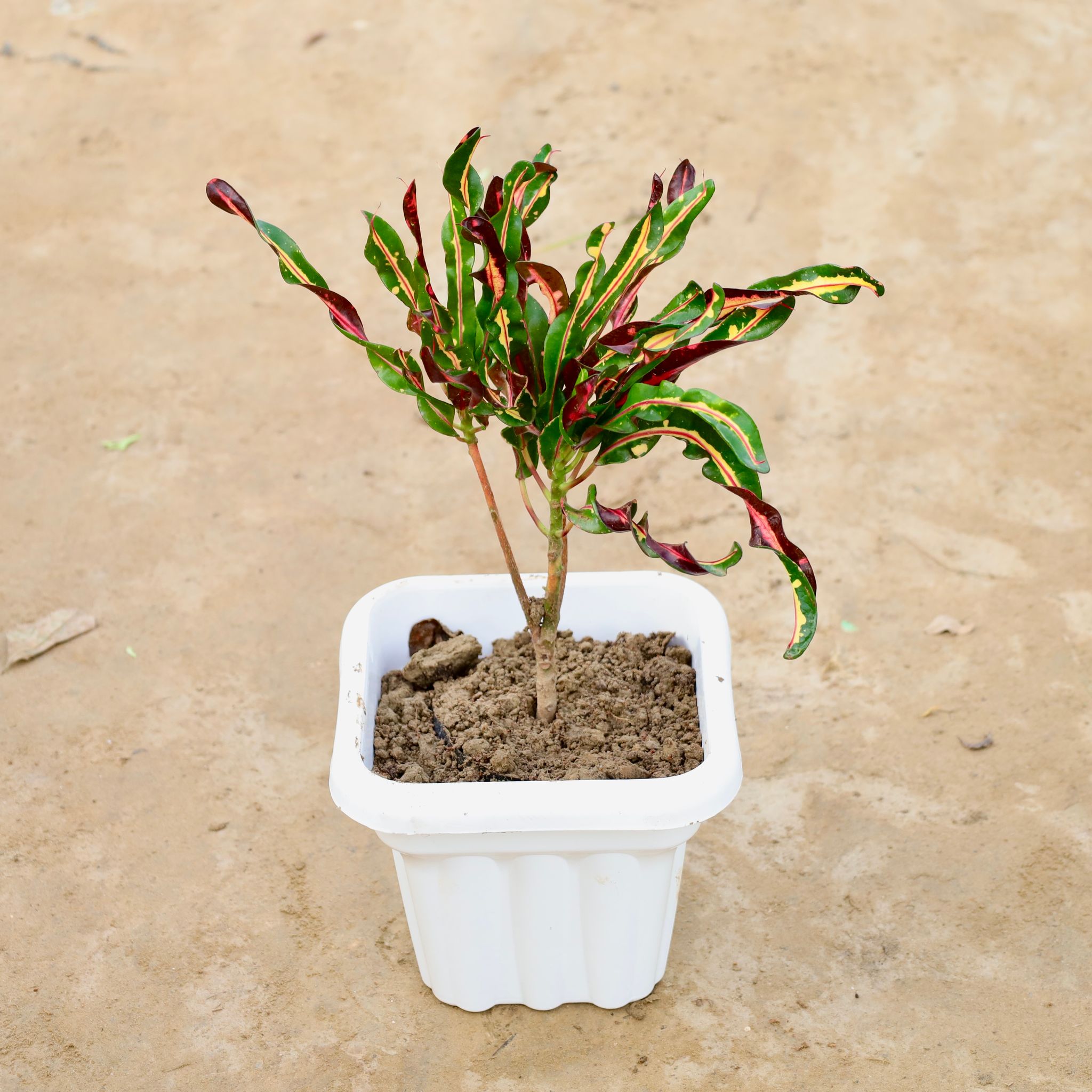 Croton Curly in 8 Inch White Heavy Square Plastic Pot