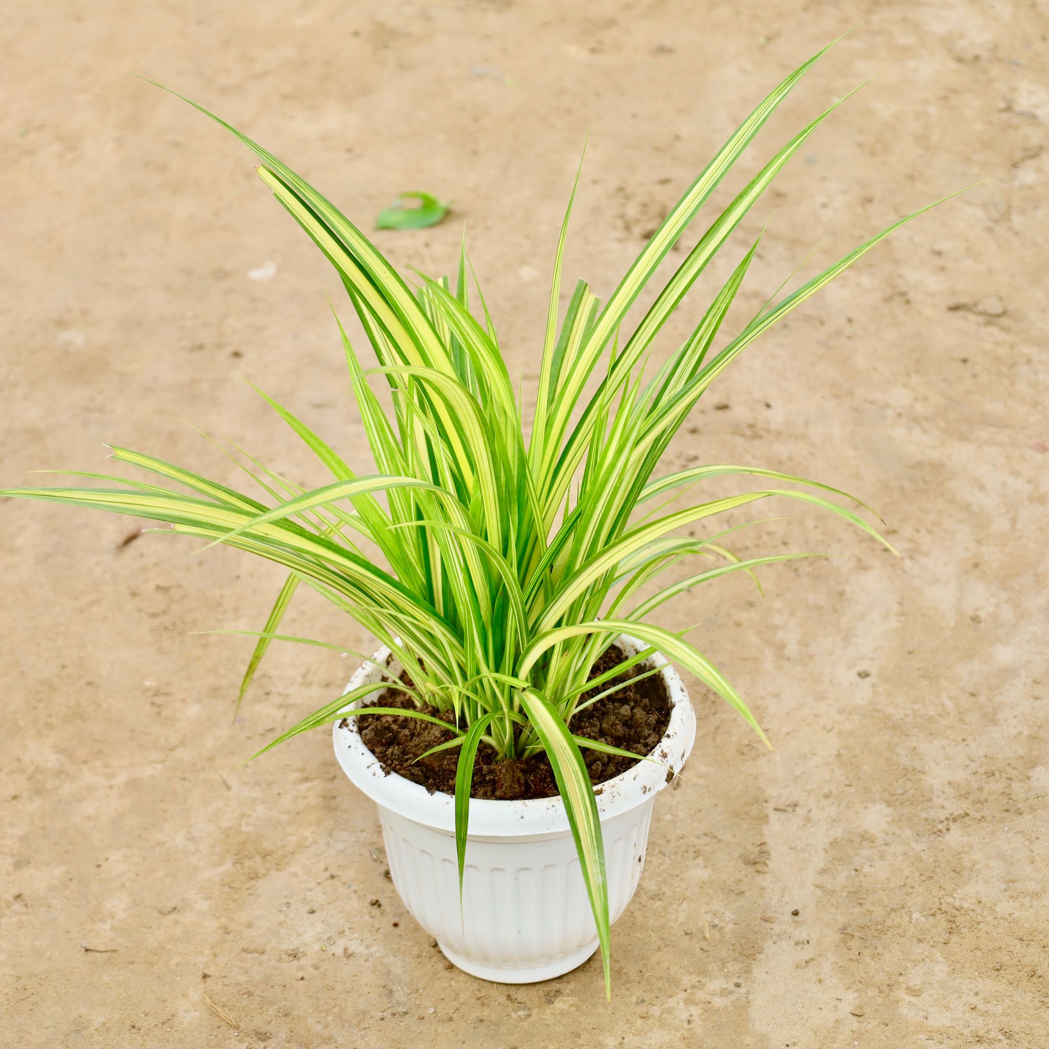 Pandanus / Golden Spider in 8 Inch White Olive Plastic Pot