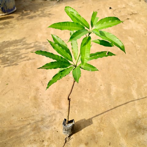Mango Grafted in 5 Inch Nursery Bag