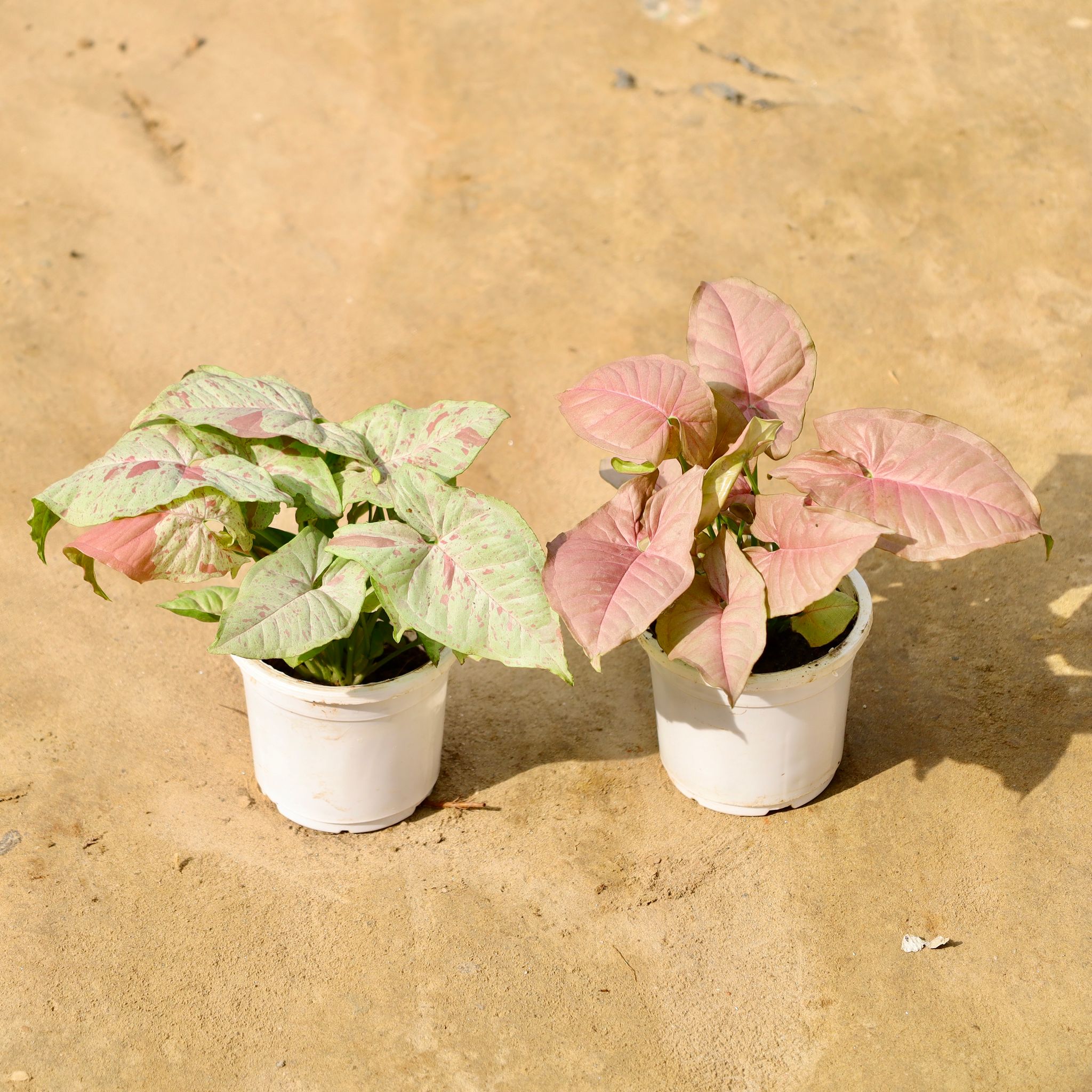 Set of 2 - Syngonium Milky & Pink in 4 Inch Nursery Pot