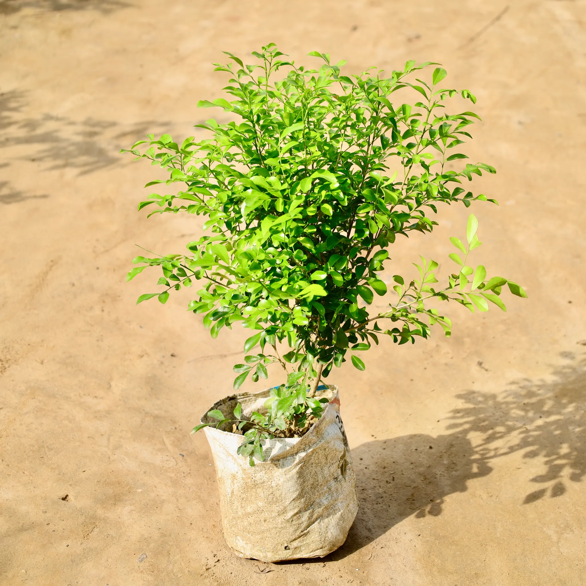 Murraya / Madhu Kamini Dwarf (Any Colour) in 8 Inch Nursery Bag