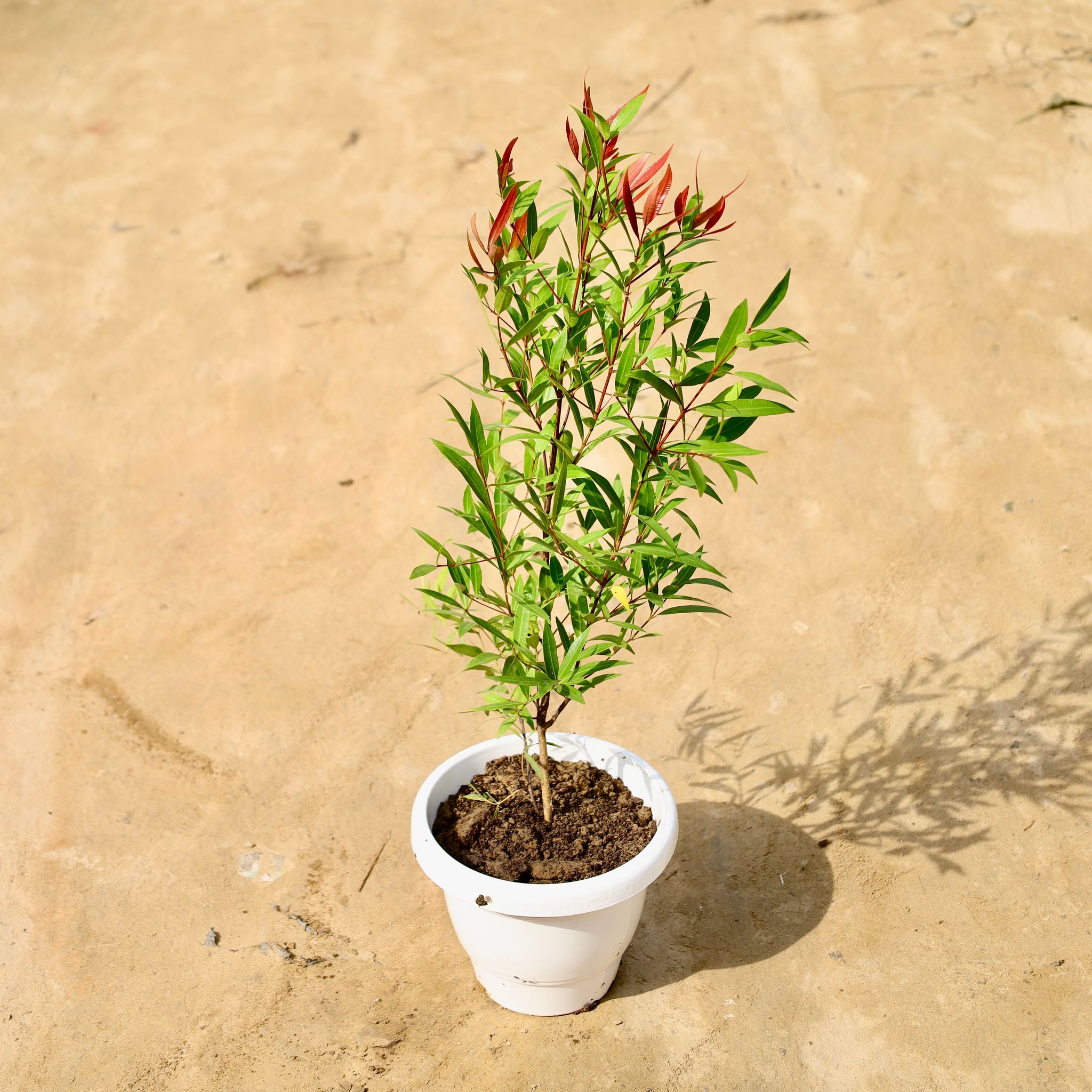 Syzygium Red in 8 Inch White Classy Plastic Pot