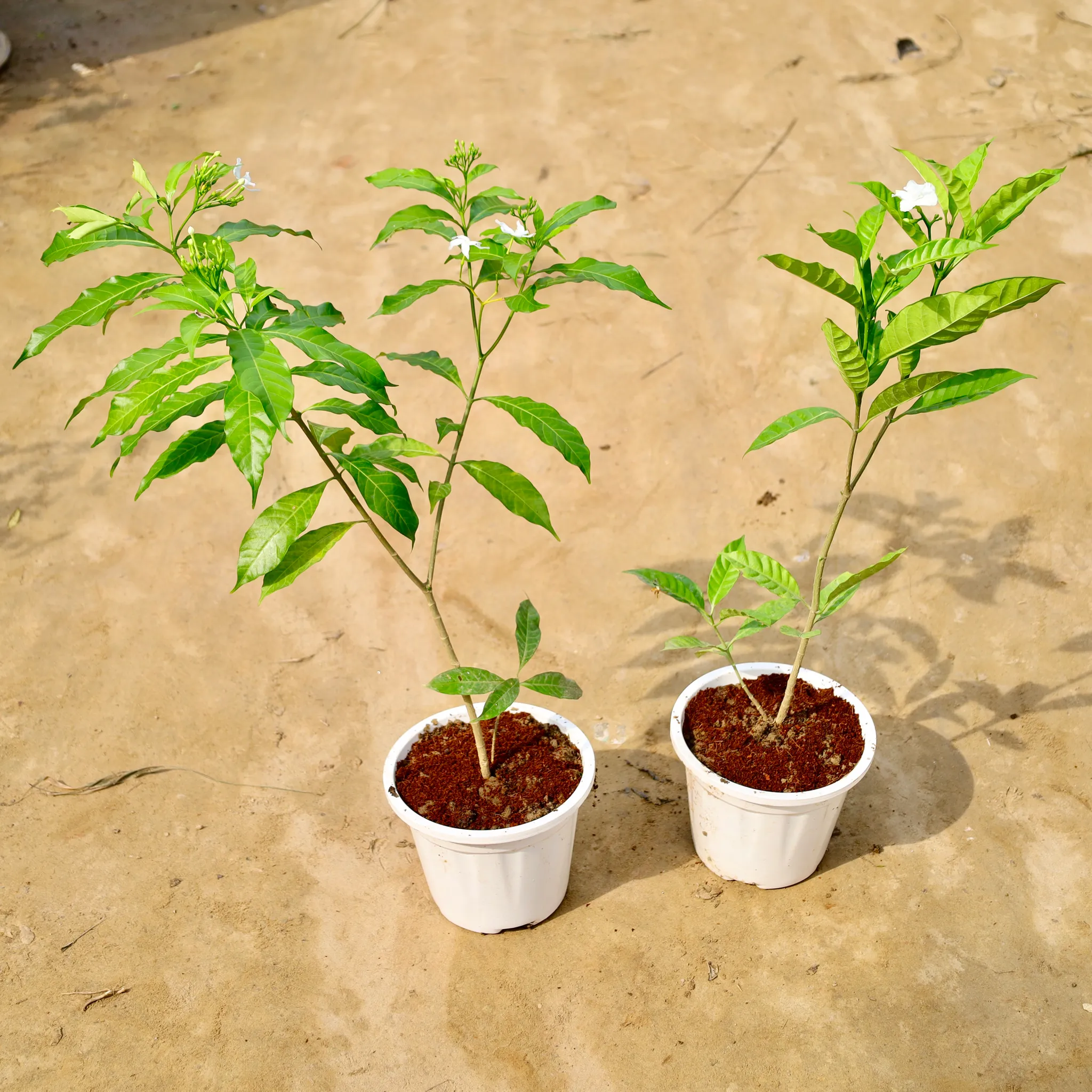Set of 2 - Chandni Double & Desi in 6 Inch Nursery Pot