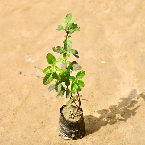 Shyama Tulsi in 4 Inch Nursery Bag