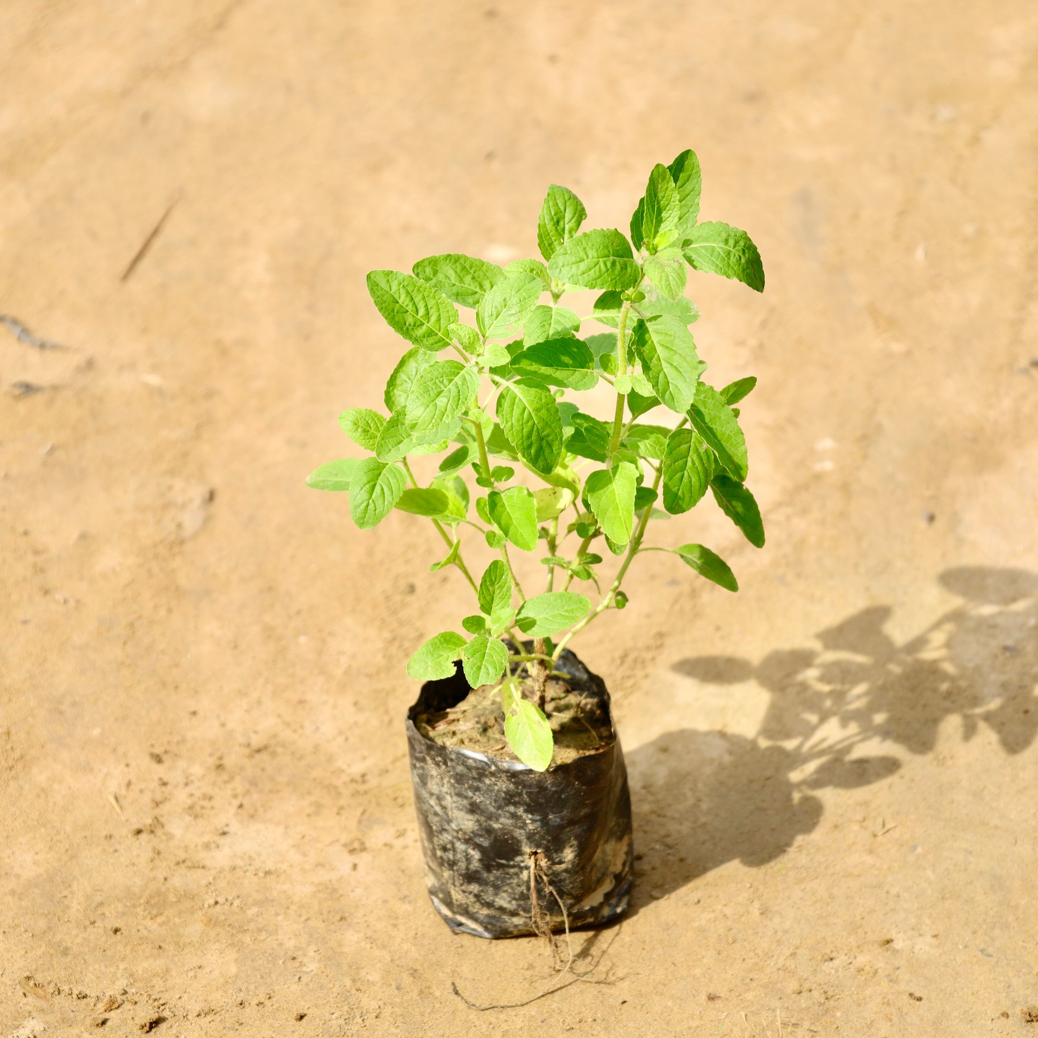 Rama Tulsi in 4 Inch Nursery Bag