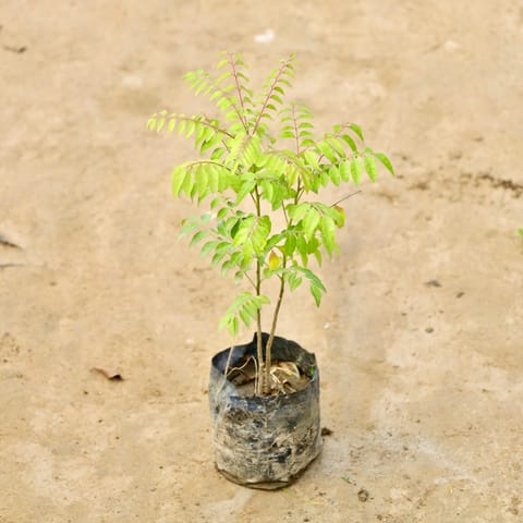 Curry Patta in 4 Inch Nursery Bag