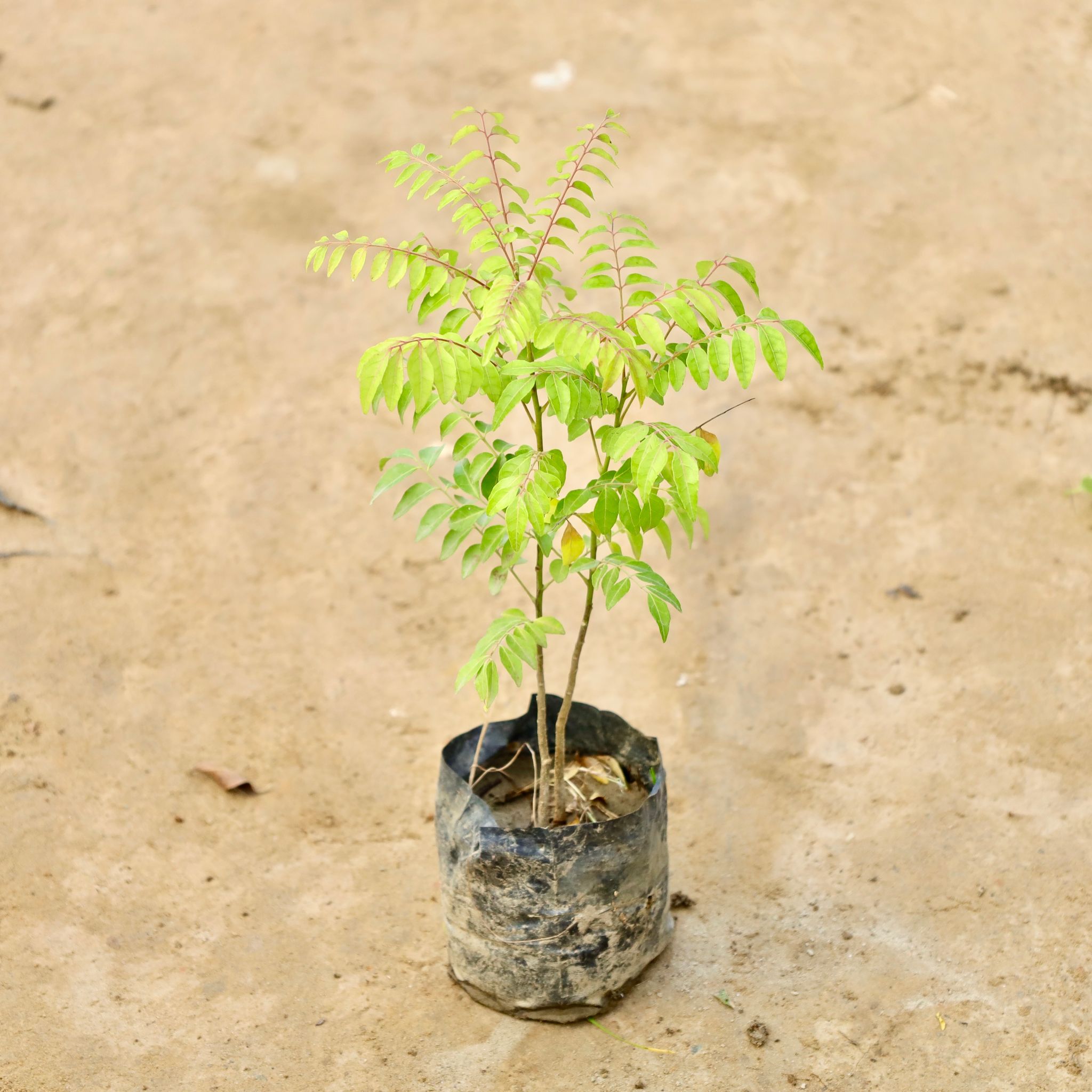 Curry Patta in 4 Inch Nursery Bag