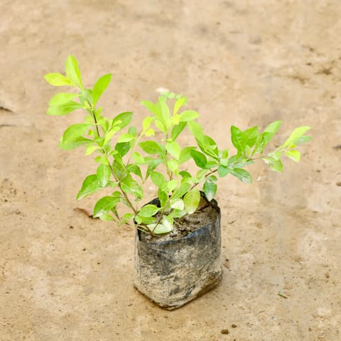 Golden Duranta in 4 Inch Nursery Bag