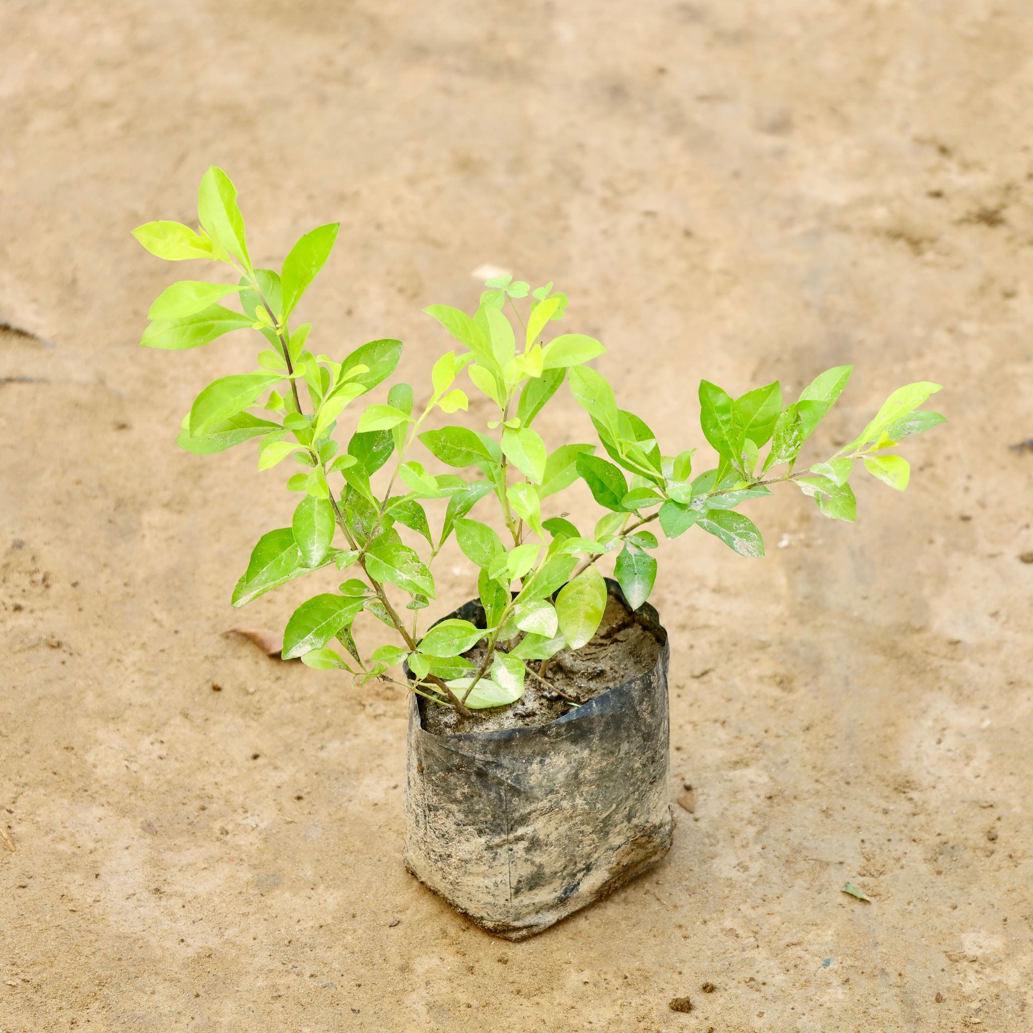 Golden Duranta in 4 Inch Nursery Bag