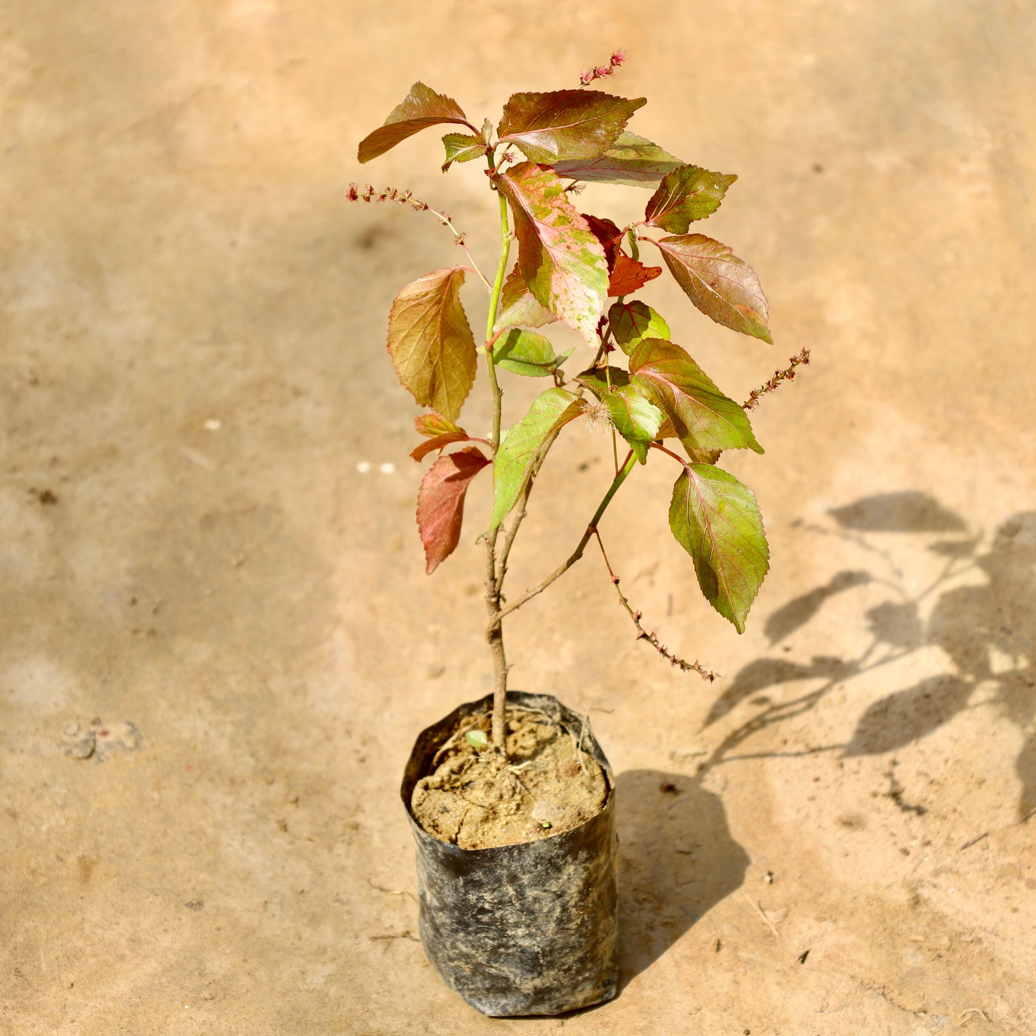 Acalypha Red in 4 Inch Nursery Bag