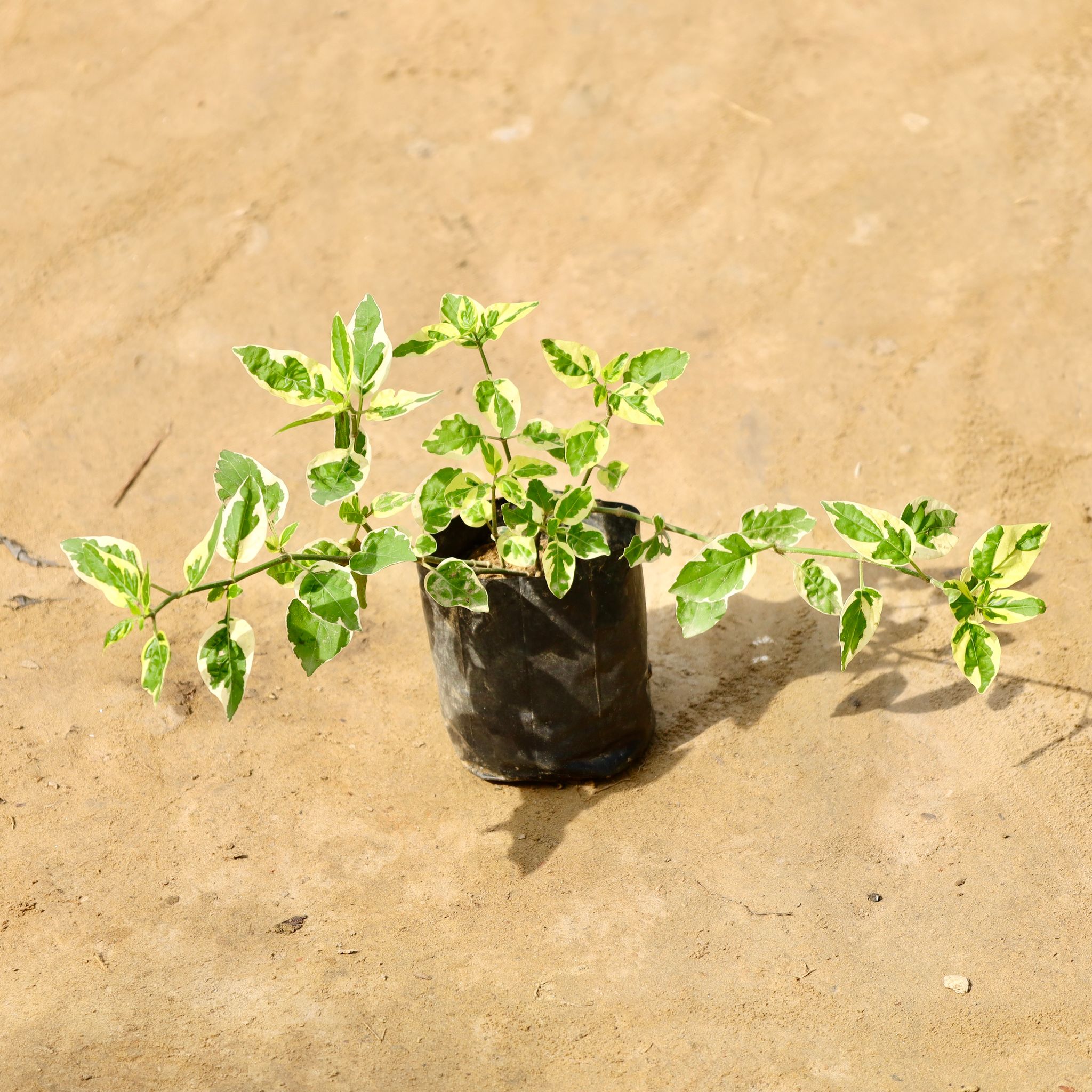 Chinese violet / Asystasia in 4 Inch Nursery Bag