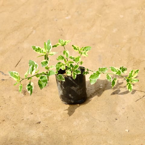 Chinese violet / Asystasia in 4 Inch Nursery Bag