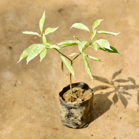 Chandni Variegated in 4 Inch Nursery Bag