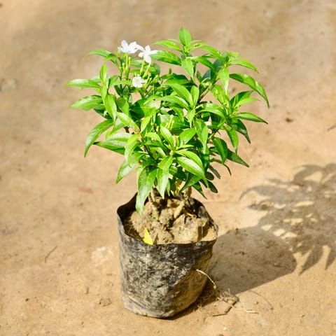 Chandni Dwarf in 4 Inch Nursery Bag