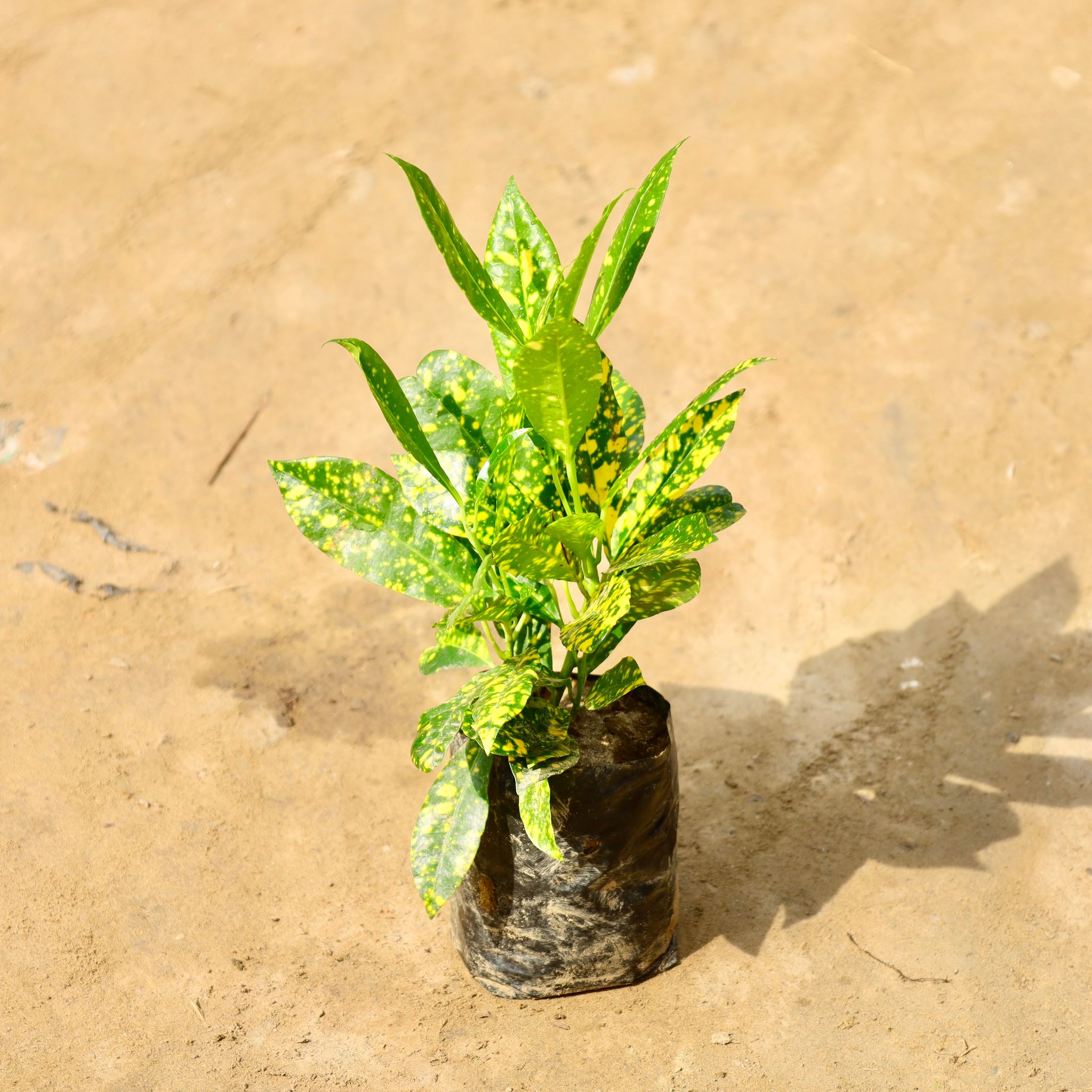Baby Croton in 4 Inch Nursery Bag