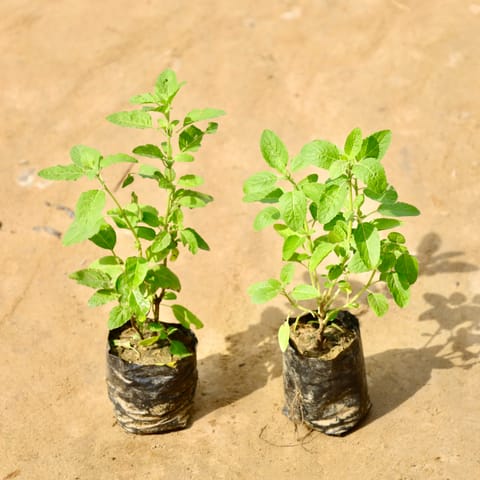 Set of 2 - Rama Tulsi in 4 Inch Nursery Bag