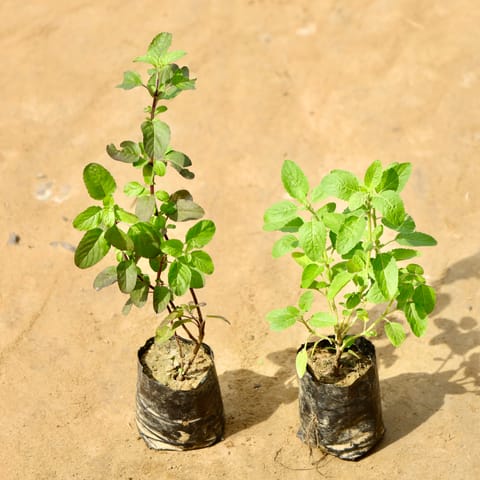 Set of 2 - Rama & Shyama Tulsi in 4 Inch Nursery Bag