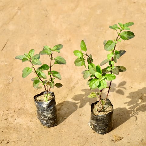 Set of 2 - Shyama Tulsi in 4 Inch Nursery Bag