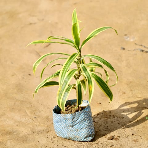 Song of India in 4 Inch Nursery Bag