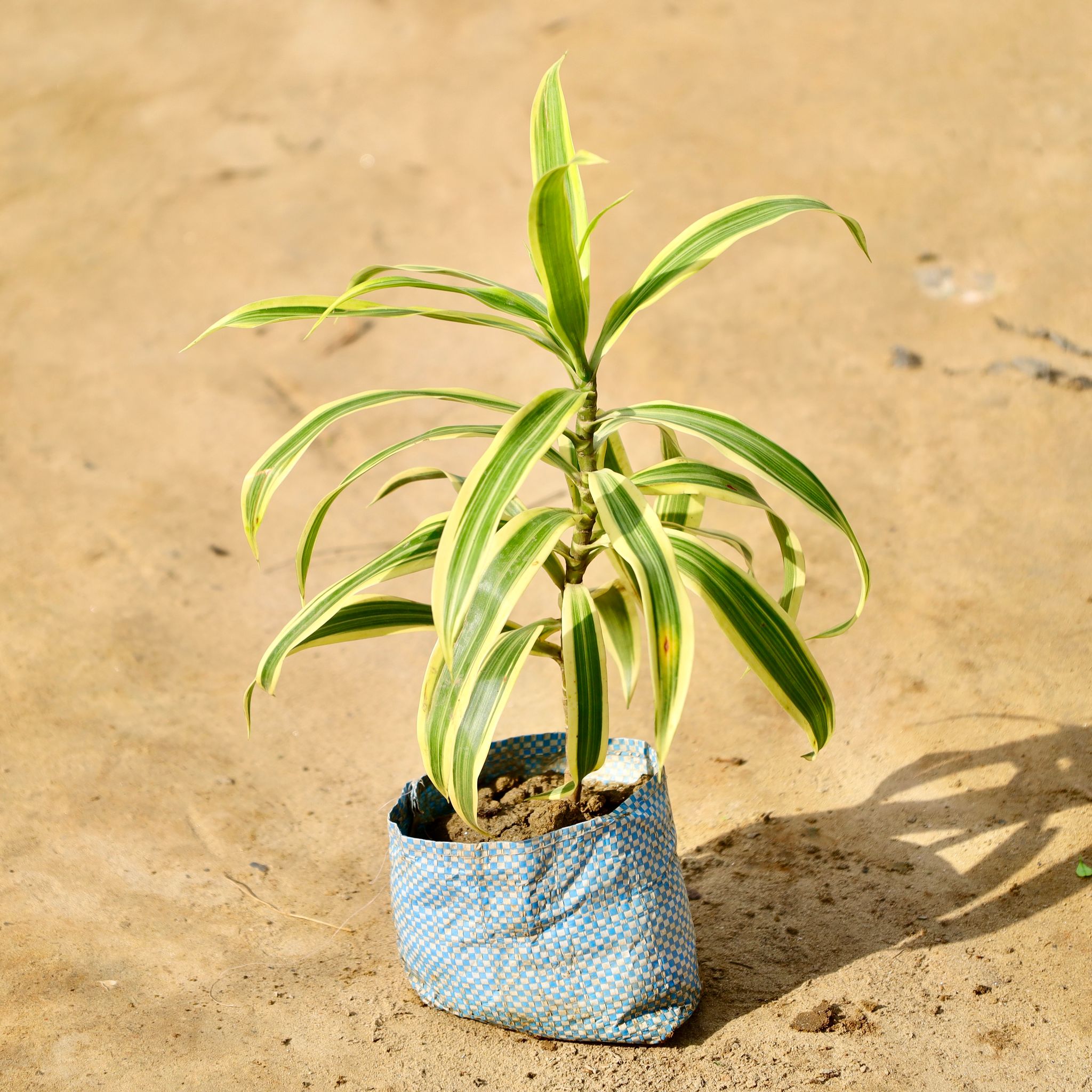Song of India in 4 Inch Nursery Bag