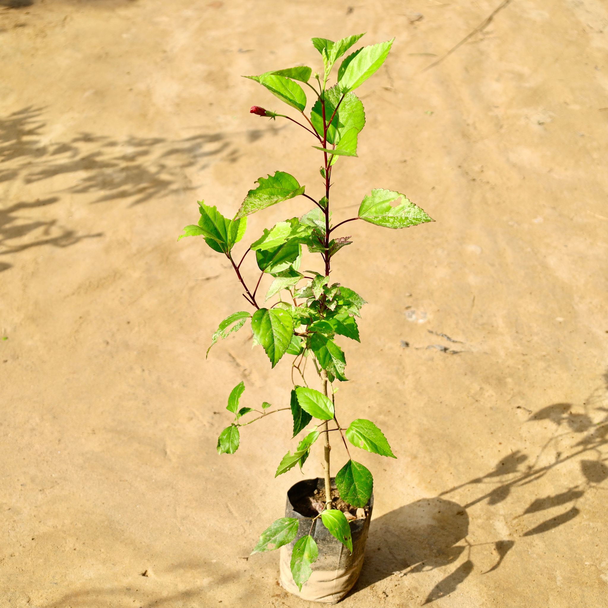 Hibiscus / Gudhal Red in 4 Inch Nursery Bag