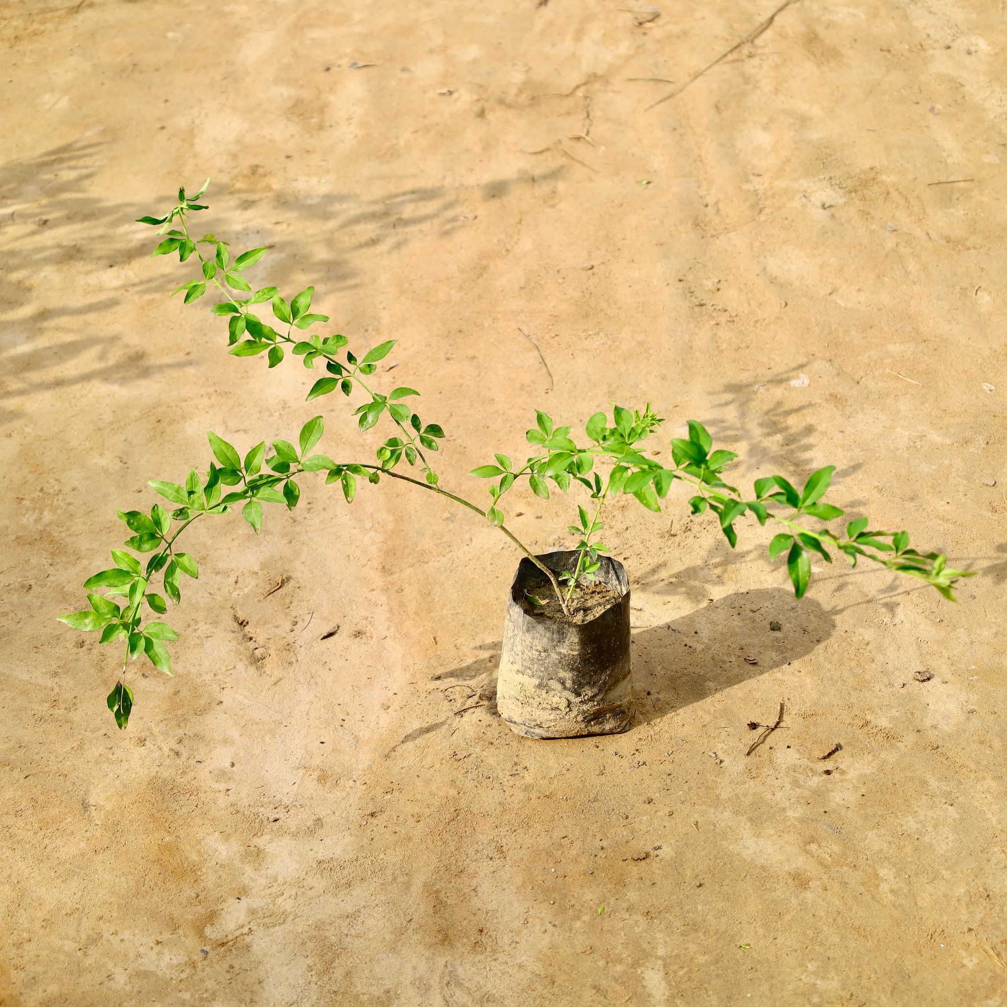 Chameli (Any Colour) in 4 Inch Nursery Bag