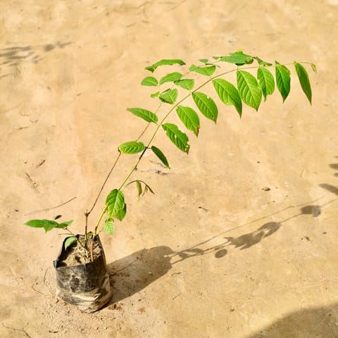 Madhumalti Bel / Rangoon Creeper in 4 Inch Nursery Bag