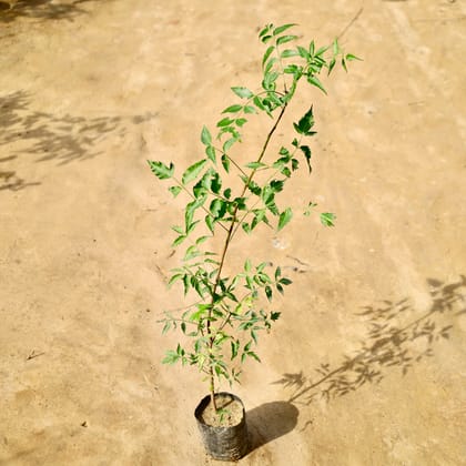 Buy Neem (2-3 Ft) in 4 Inch Nursery Bag Online | Urvann.com