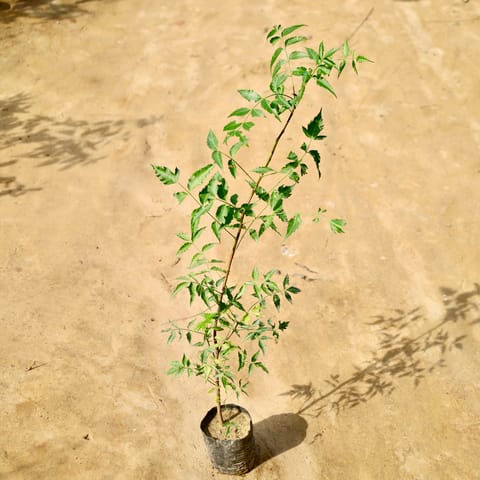 Neem (4-5 Ft) in 4 Inch Nursery Bag