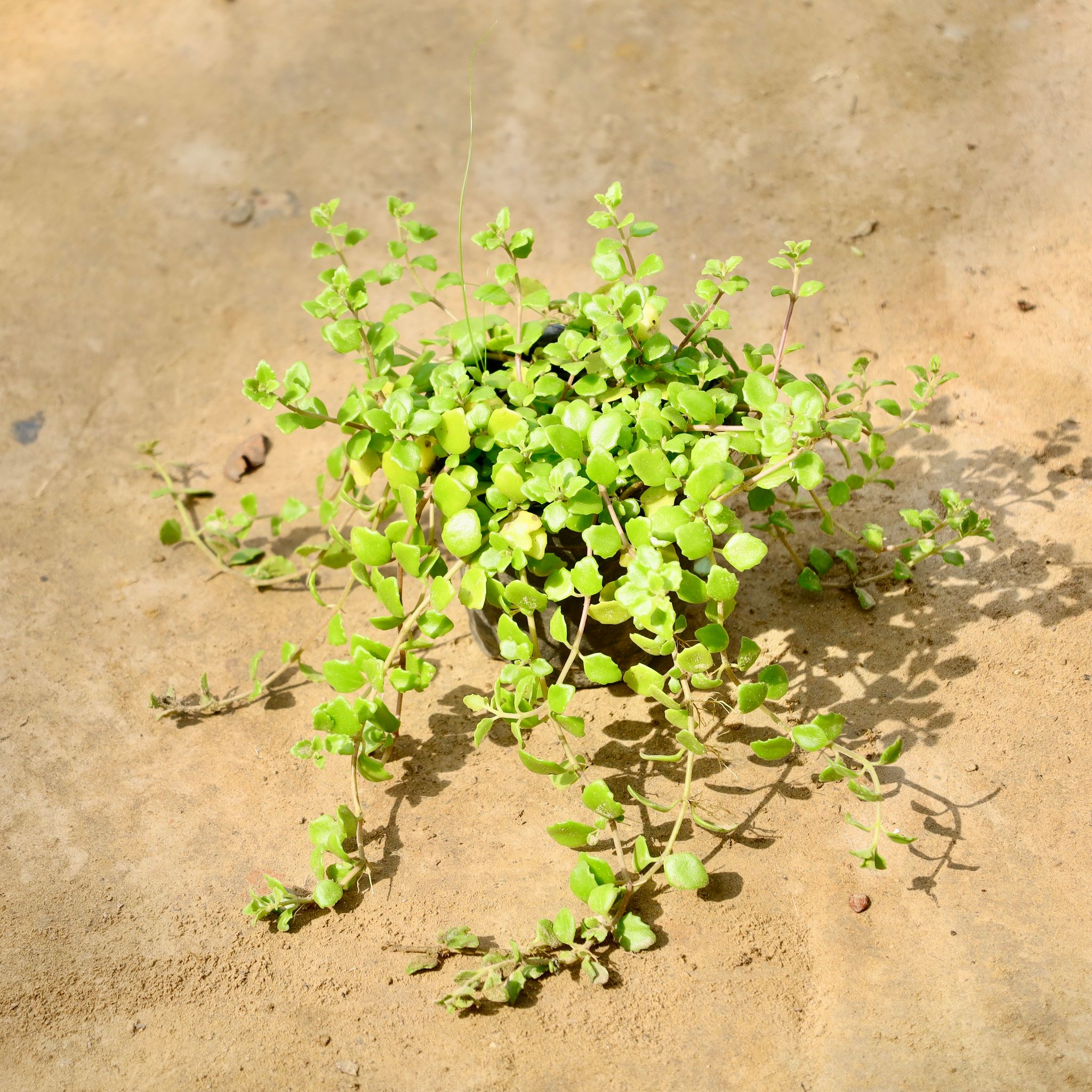 Tangled Heart Evergreen Succulent / Swedish Ivy in 4 Inch Nursery Pot