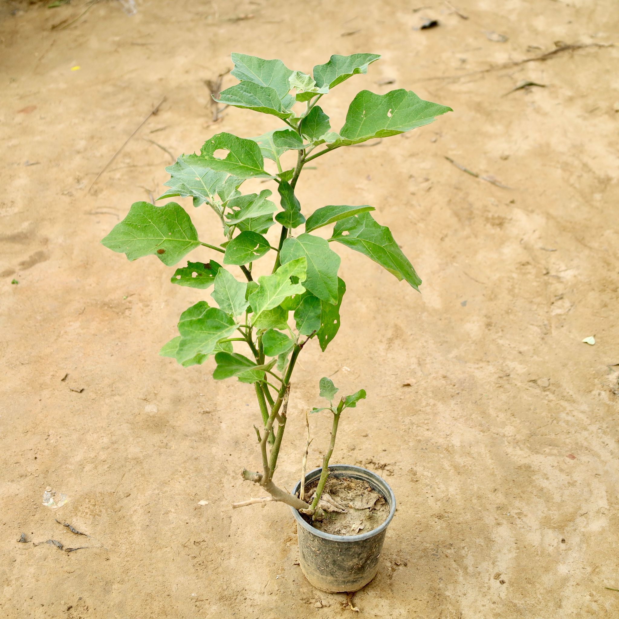 Brinjal / Baigan in 6 Inch Nursery Pot