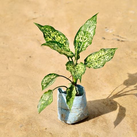 Aglaonema Snow White in 4 Inch Nursery Bag