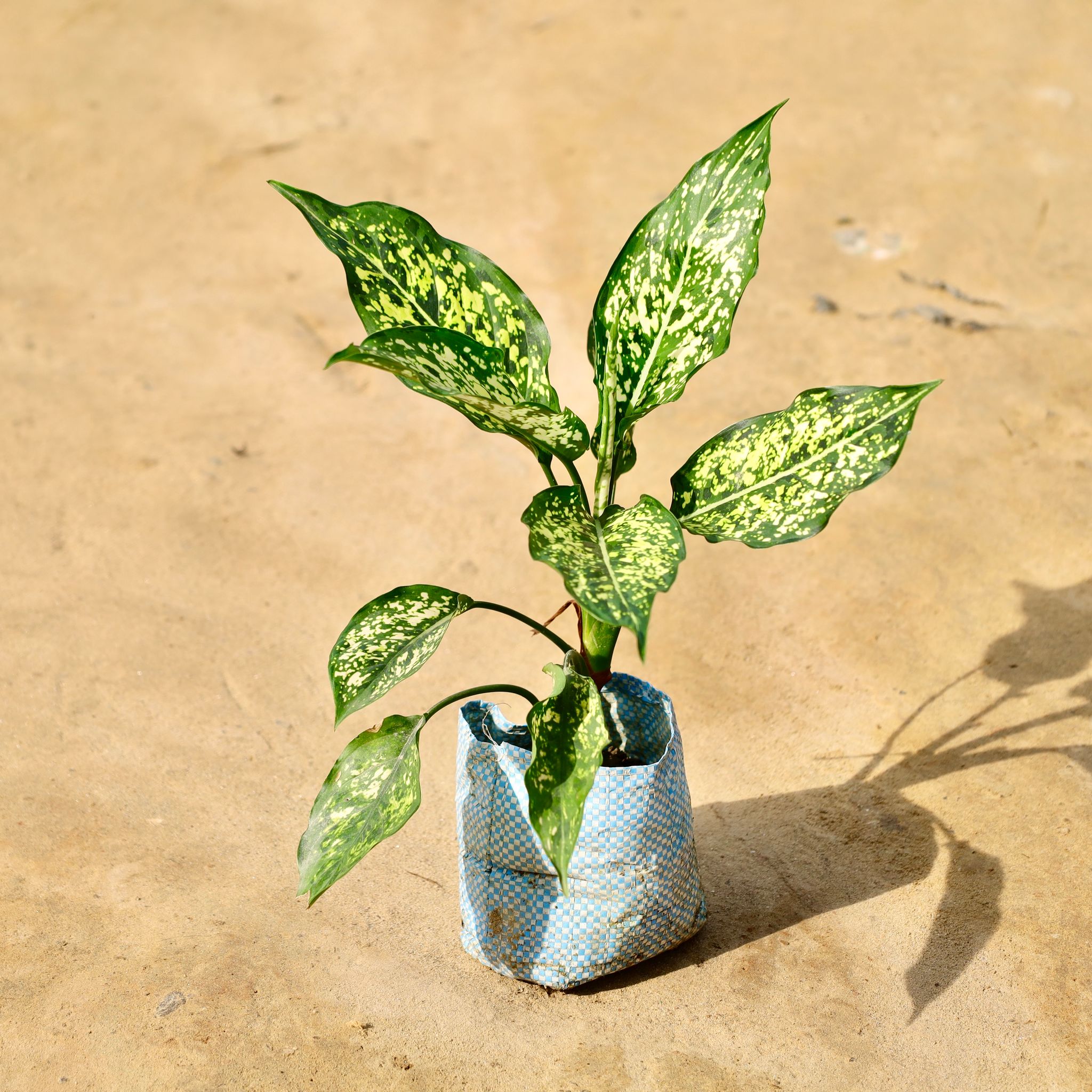 Aglaonema Snow White in 4 Inch Nursery Bag