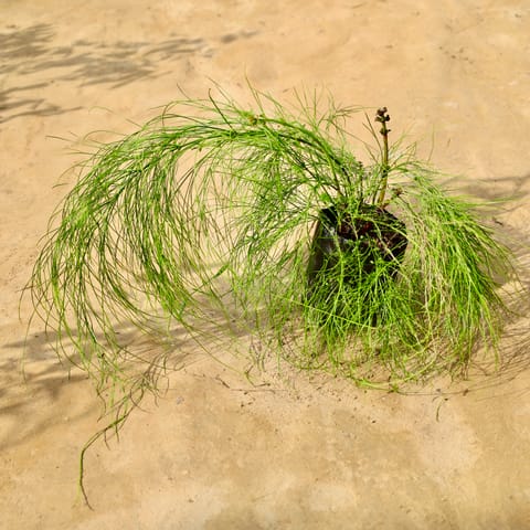 Russelia / Red Fire Cracker in 4 Inch Nursery Bag