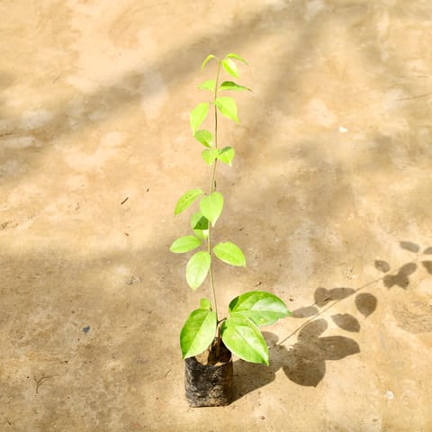 Lassan bel / Garlic vine in 4 Inch Nursery Bag
