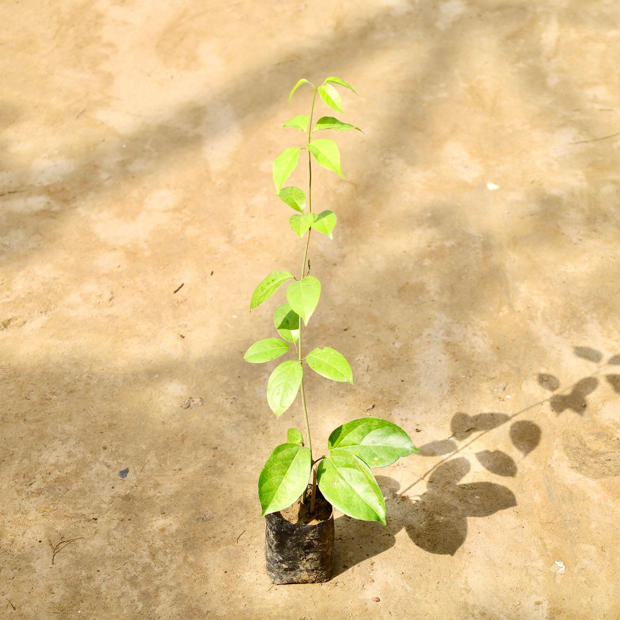 Lassan bel / Garlic vine in 4 Inch Nursery Bag