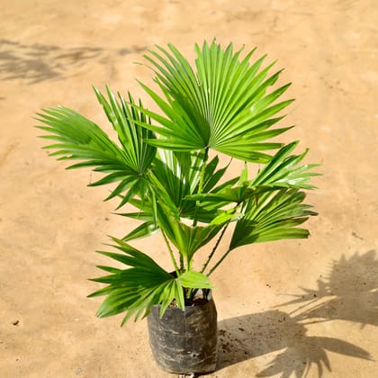 Buy China Palm / Fan Palm in 4 Inch Nursery Bag Online | Urvann.com